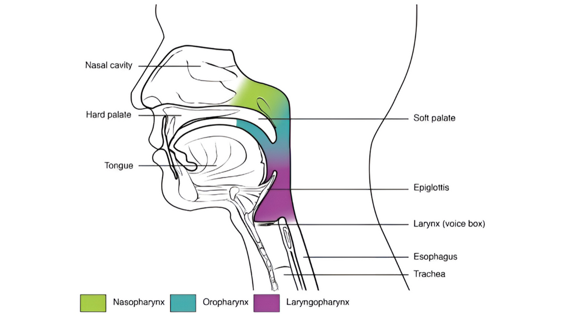 Infographic showing the differences between nasal and mouth breathing.